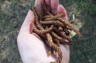 Biber Dolması Biber Dolması